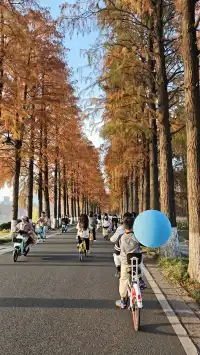 此時，武漢東湖美得不像話免費停車！