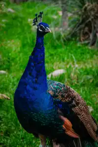 上海動物園‖動物攝影師的天堂