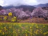 青藏11日遊快來抄作業啦