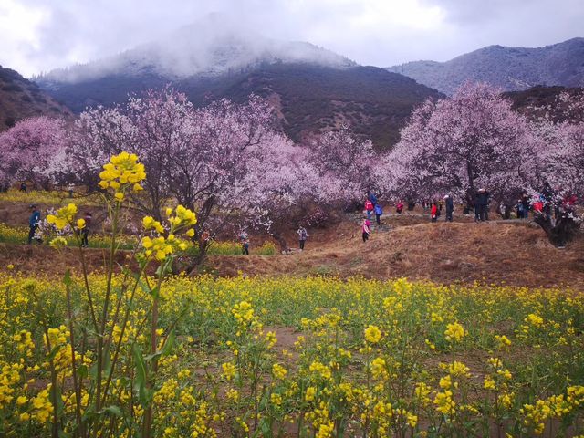 青藏11日遊快來抄作業啦