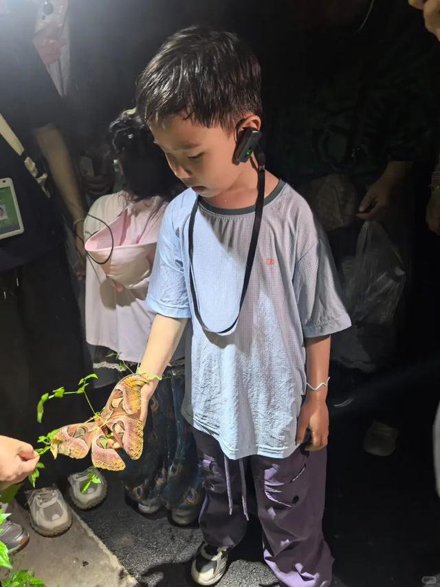 二次遊版納！一點都不累！小朋友說比迪士尼更好玩。