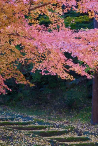 ฤดูใบไม้เปลี่ยนสีที่คิตะคามาคุระ