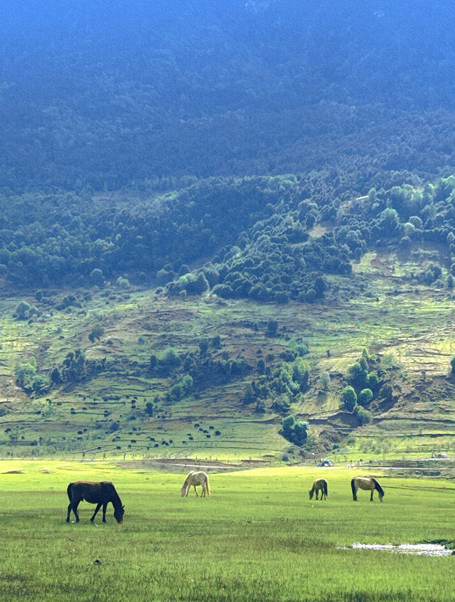 美得不像話雲南麗江也有自己的阿勒泰 美得不像話雲南麗江也有自己的阿勒泰