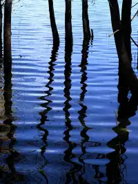 12月洱海!闖入現實版《小森林》紅杉秘境!