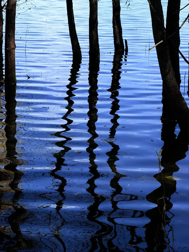 12月洱海!闖入現實版《小森林》紅杉秘境! 12月洱海!闖入現實版《小森林》紅杉秘境!