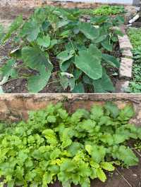 閩南田園一日:觸摸舊時光,品嚐新鮮味