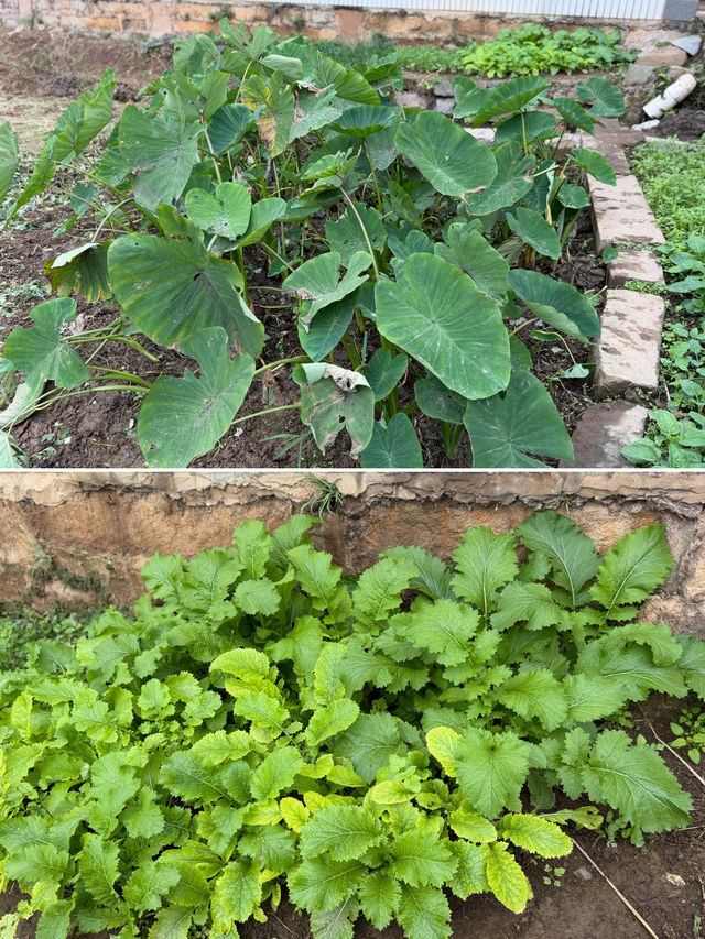 閩南田園一日:觸摸舊時光,品嚐新鮮味 閩南田園一日:觸摸舊時光,品嚐新鮮味