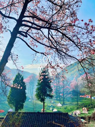 สถานที่ลับที่ซ่อนตัวอยู่! ทะเลดอกแมกโนเลียที่หมู่บ้านจางหวางในเจียงโย่วเป็นดินแดนแห่งเทพนิยายที่เปิดให้เข้าชมเฉพาะเดือนเมษายนเท่านั้น