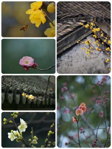 Прекратите ездить в Сучжоу и ютиться в толпе. Разве здесь не пахнут более пестролистные сливы?