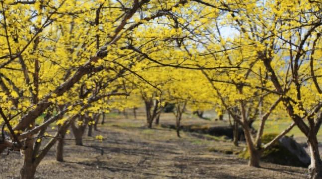 ดอกซากุระพันธุ์คอร์นีเลียนในเมืองหวยหยางกำลังบานสะพรั่ง เป็นทะเลดอกไม้สีทองอร่ามต้อนรับฤดูใบไม้ผลิ