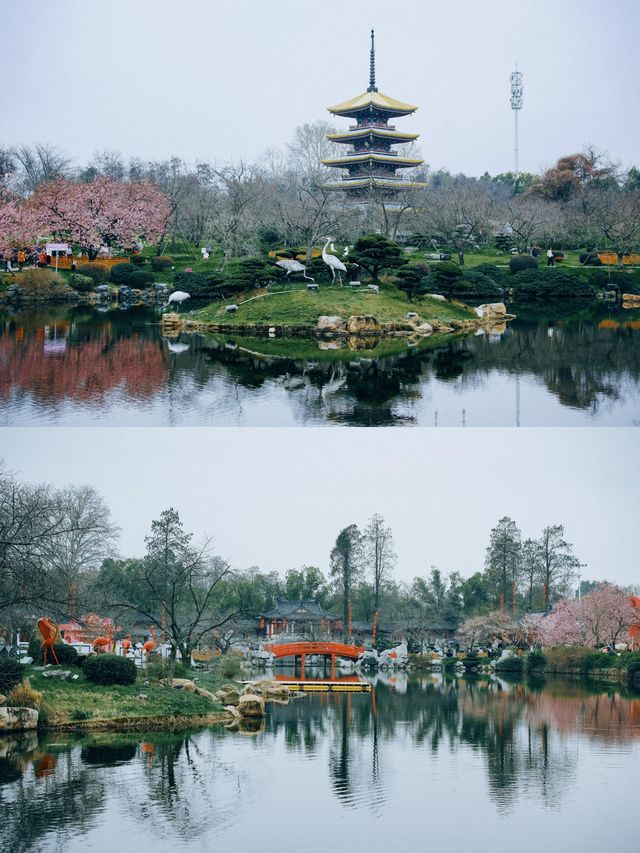 Real shots of East Lake Cherry Blossom Garden on February 28th, I even ...