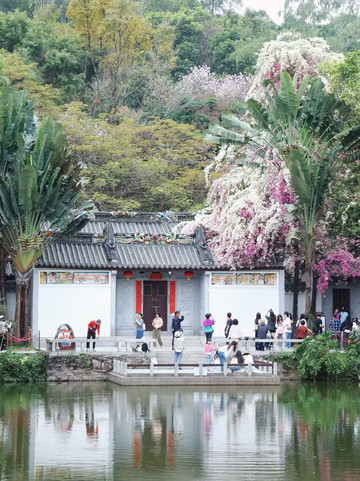 春花 深圳の春｜春の花と中華建築の出会い | Trip.com 深セン