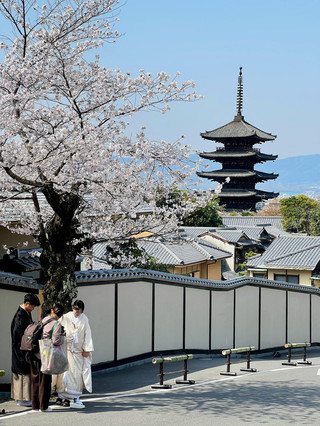 京都櫻花季又來啦