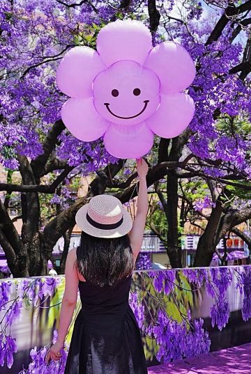 昆明初夏限定！ジャカランダ大通りで神秘的な美写真を撮ろうØ | Trip