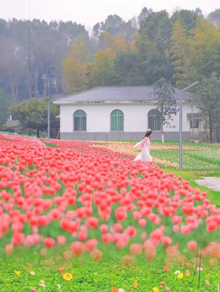 Spring scenes in Changsha from the photo album, every frame is a heartwarming moment??