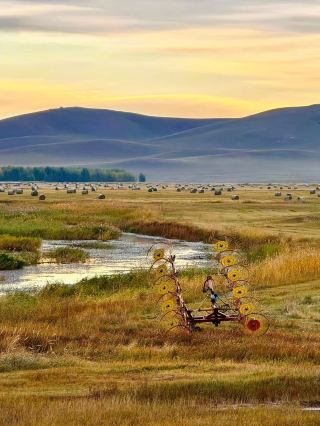 The Ulagai Grassland in September instantly transforms into a golden fairy-tale world