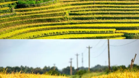 Những thửa ruộng bậc thang ở làng Longtou ẩn chứa trong đó vẻ đẹp giản dị, chất thơ và niềm hy vọng của người nông dân. — traveler post in Bình Giang