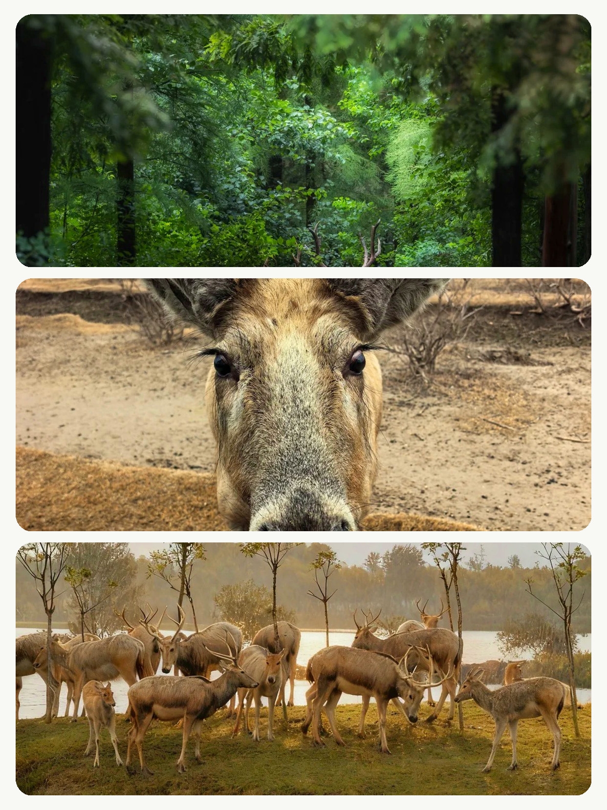 I personally checked out this autumn scenery during the National Day holiday; it's an off-the-beaten-path destination that's easy to visit, not tiring, and saves you money.