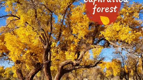 Don't rush to Ejina! The Urho Populus euphratica forest in Xinjiang is breathtakingly beautiful — traveler post in Karamay