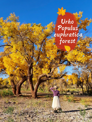 Don't rush to Ejina! The Urho Populus euphratica forest in Xinjiang is breathtakingly beautiful