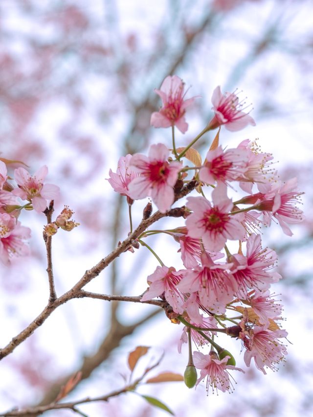 ดอกนางพญาเสือโคร่งสวยมาก 🌸