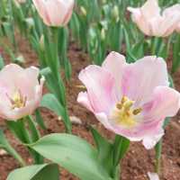 欣賞浪漫鬱金香花海