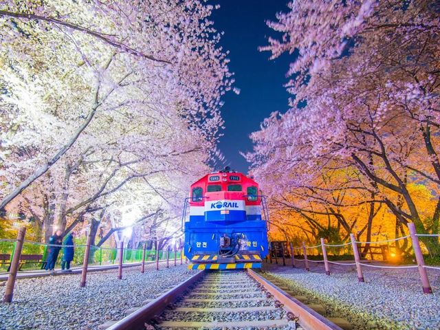  a sea of pink and white in Jinhae