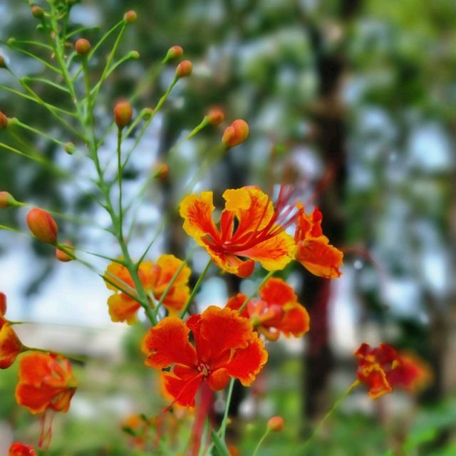 สวนจตุจักร 🌿🌷 