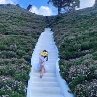 Flora Park: flowers paradise 🤩