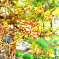 🌷ปอดของพร้อมพงษ์