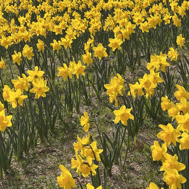 부산 수선화 명소 “오륙도 해맞이 공원”🌼