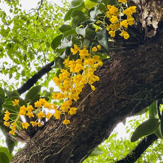 賞花日