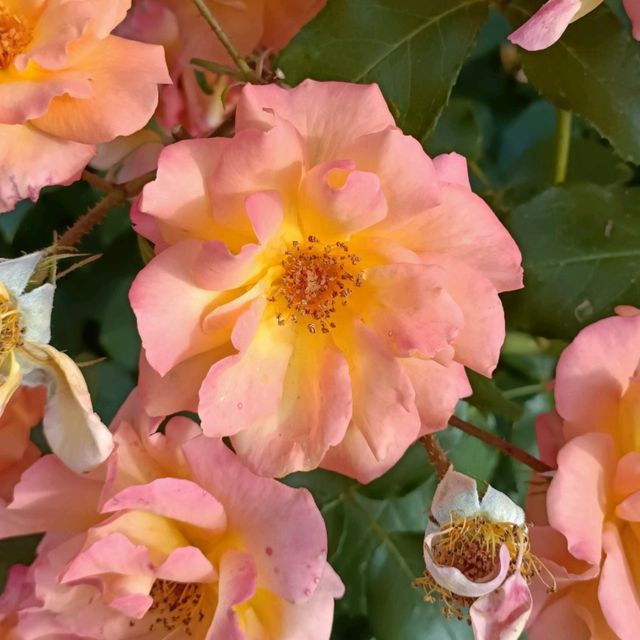 Beautiful Rose Garden in Osaka 