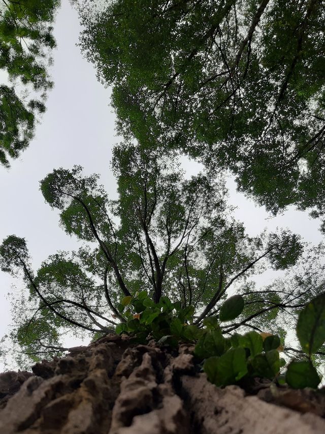Forest Research Institute Malaysia KL🌲🍃