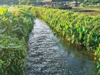 บ้านหลองข้าวสะเมิง | เชียงใหม่