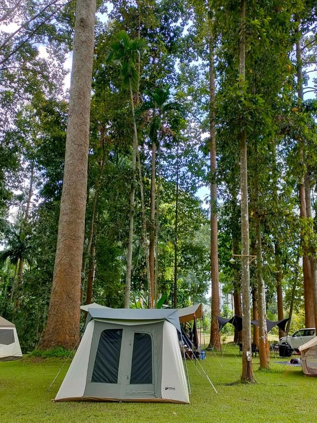 ยางนาแคมป์ Yangna Camp อุทัยธานี