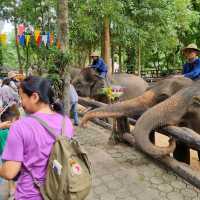 ศูนย์อนุรักษ์ช้างไทยลำปาง