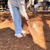 시드니 야생동물원 추천 Featherdale Sydney Wildlife Park