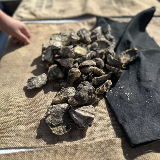 Sydney Oysters Farm Tour - Mooney Mooney