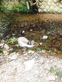 都内にある隠された秘境🫧緑豊かな渓谷🌿🕊‎【等々力】