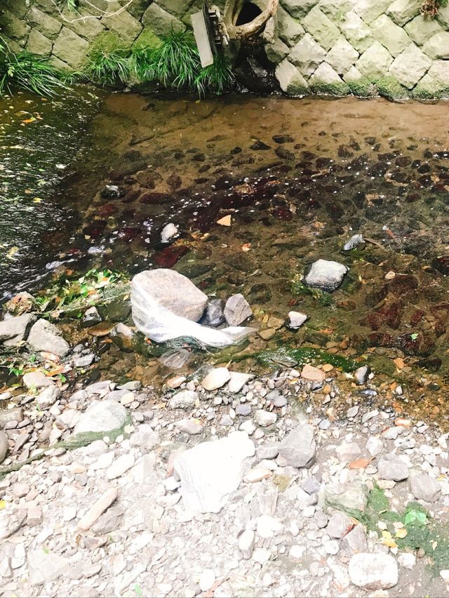 都内にある隠された秘境🫧緑豊かな渓谷🌿🕊‎【等々力】