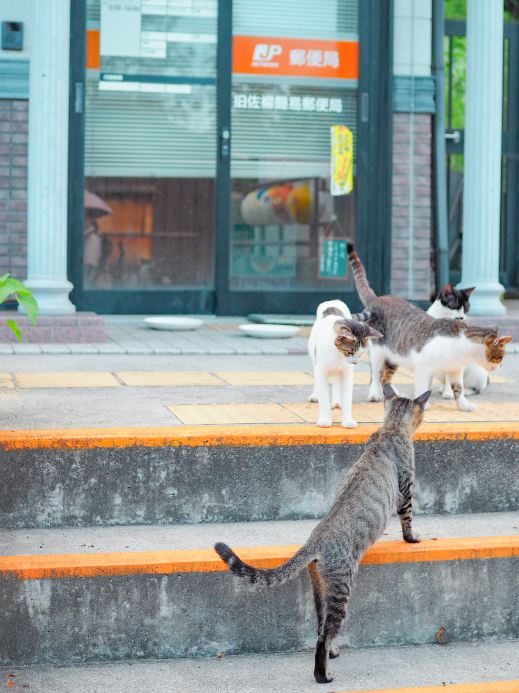 香川】人生初のモテ期到来笑🐈💕2時間滞在でも十分楽しめる猫の島