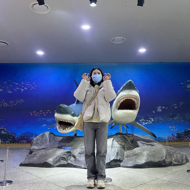 다이빙쇼, 물개쇼, 돌고래쇼 볼거리가 가득한 “아쿠아플라넷” 제주