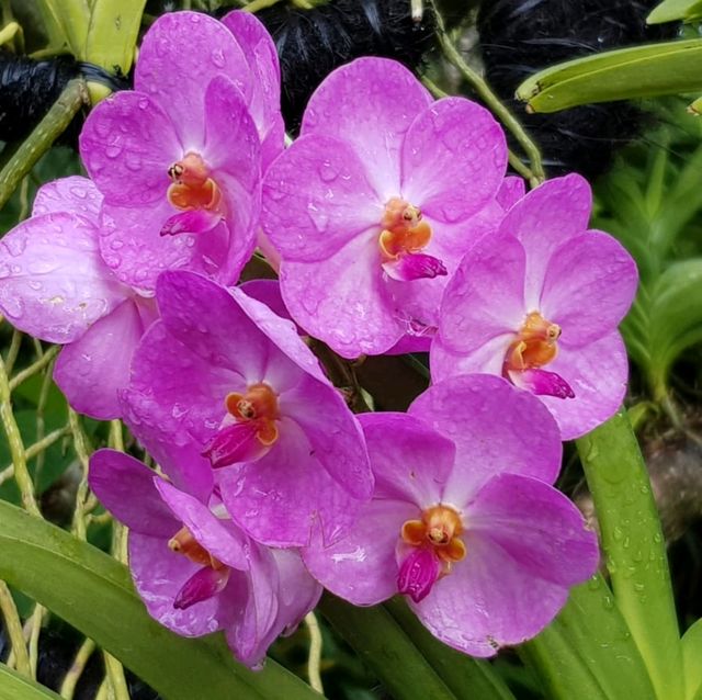 Love Affair with Orchids