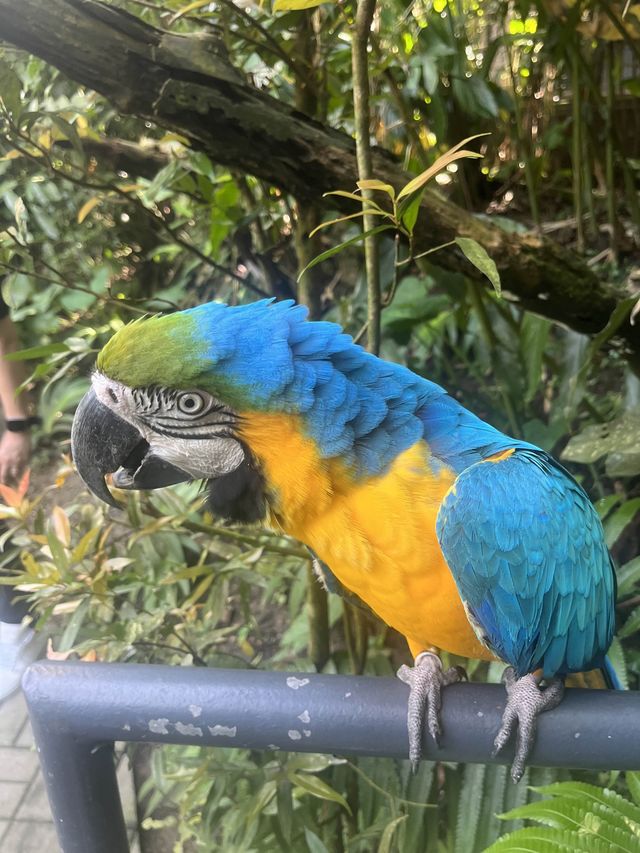 Animal Encounter at Cebu Safari