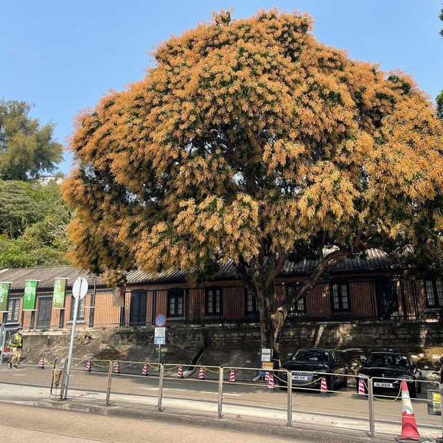 饒宗頤文化館🪷香港🇭🇰文青好去處👏🏻