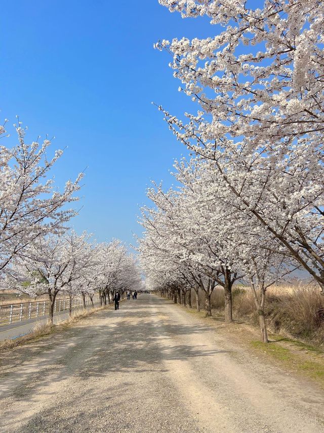 하남 덕풍천에 찾아온 봄🌸