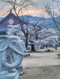 봄날을 만끽하는 예쁜 봄꽃들이 모여 있는 운문사🌸