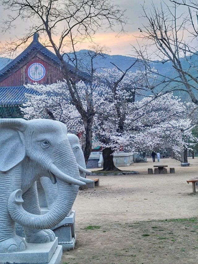 봄날을 만끽하는 예쁜 봄꽃들이 모여 있는 운문사🌸
