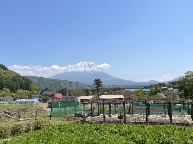 日本富士山景點⛰️｜西湖療癒之里 根場